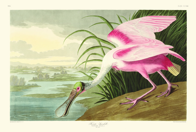 Plate showing a Roseate Spoonbill, from John James Audubon's Birds of America.
