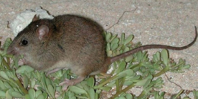 A small rat sitting on a bright green plant, nibbling a leaf