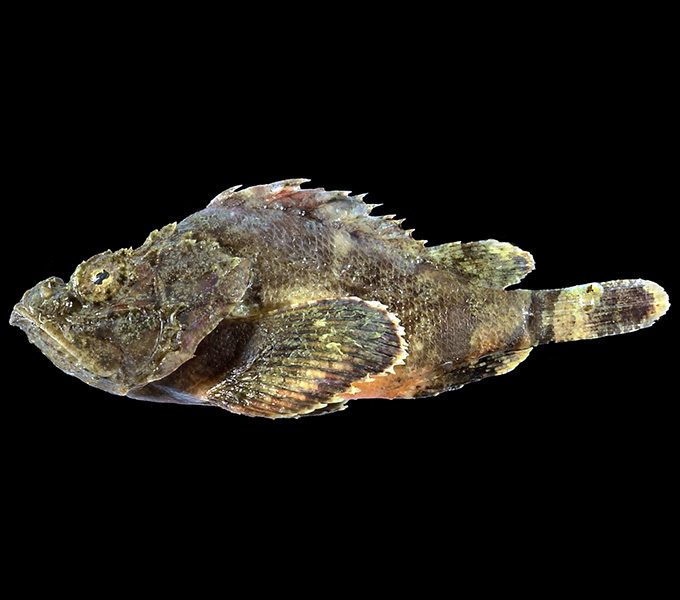 Venomous Flasher Scorpionfish (Scorpaenopsis) that has characteristic bright marks on inside of pectoral fin and venomous dorsal, anal, and pelvic-fin spines.