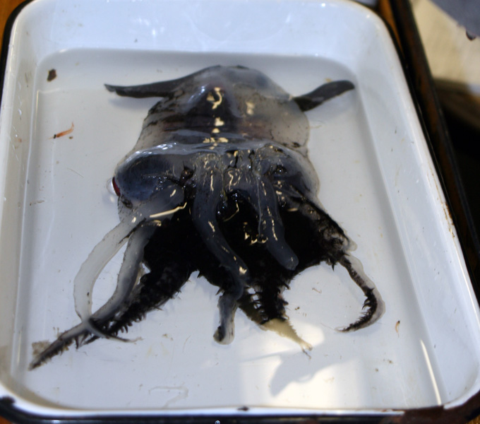 A Vampire Squid (Vampyroteuthis) after losing much of its characteristic black skin. We caught several individuals of this rare and beautiful squid.