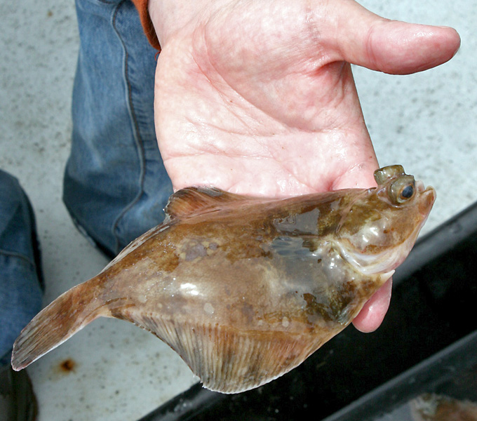 Leo Smith holding a Turbot (Pleuronichthys). This one was one of the most common fishes that we collected in the bottom trawls.