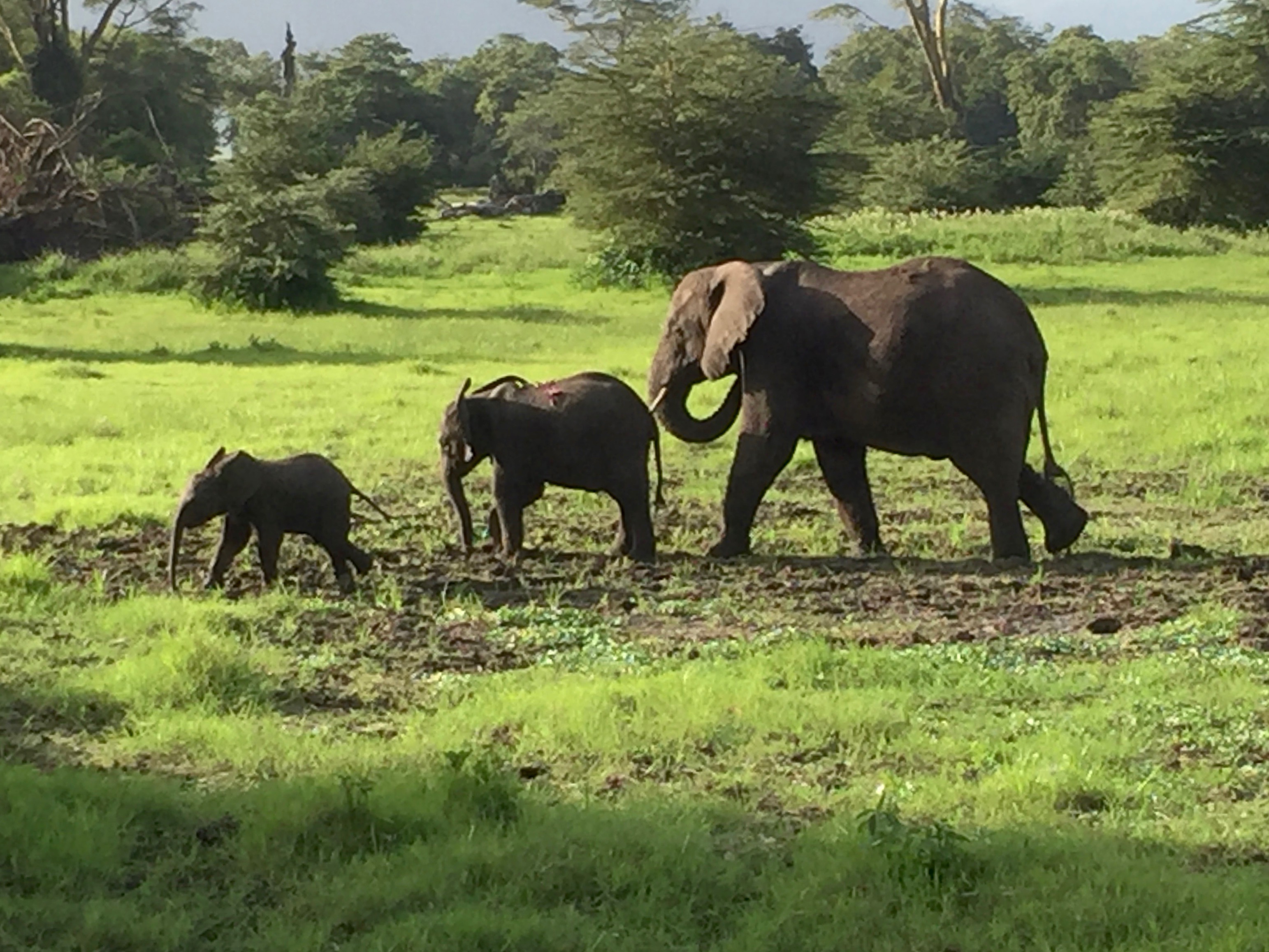 Three elephants walk across a grassy plain. Trees and shrubs are visible in the background.
