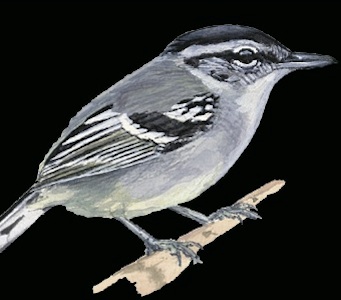 Not only are they unlike any formation we’ve seen in other parts of Loreto, but they are chock-full of new plant species, as well as supporting healthy populations of a recently discovered bird species (a Herpsilochmus see image below).
The new Herpsilochmus. Princeton University Press