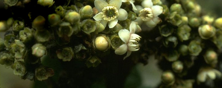 Image for Botany Specimens
