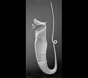 Pitcher Plant. Nepenthes model.
Credit Information:
© The Field Museum
ID# B79567
Photographer unknown