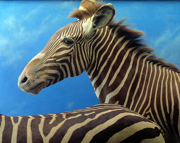 Zebra diorama detail.Credit Information: © The Field MuseumID# GN86225cPhotographer: John Weinstein