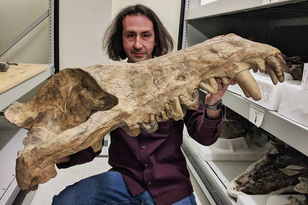 A man holding the upper jaw of a very large animal, with long pointed teeth. The man is kneeling on the floor in between two rows of shelves that hold other fossils