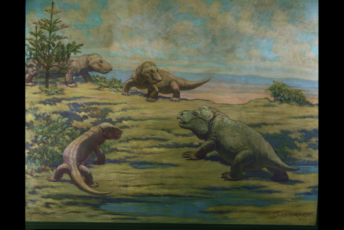 In this Charles Knight mural, three carnivorous Cynognathus prepare to attack the virtually defenseless Kannemeyeria.