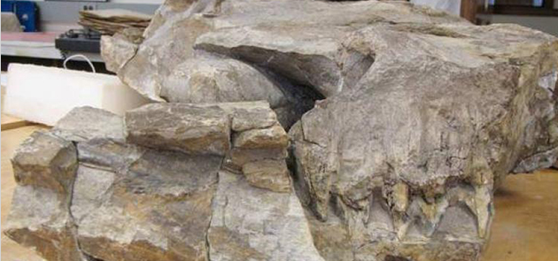 Image for New Giant Sea Predator Discovered