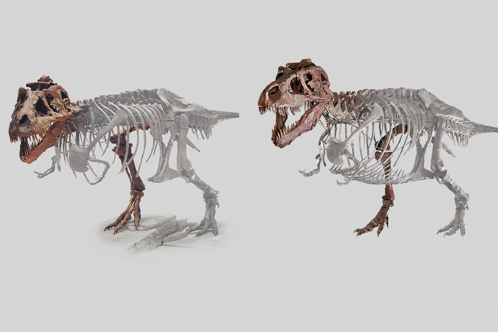Side-by-side graphic of SUE the T. rex, showing before and after changes. The areas that have been moved or changed are highlighted in gray.
