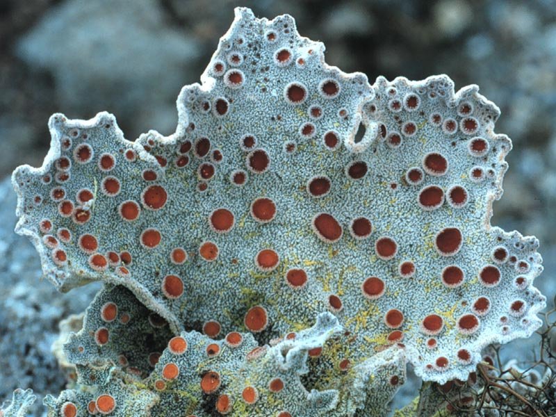 Image for Costa Rican Fungi
