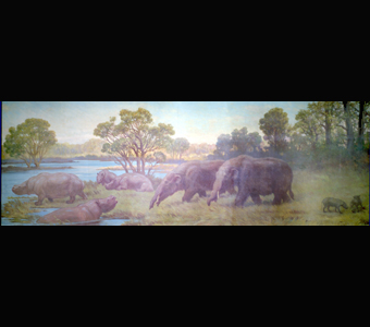 A Charles Knight panorama showing the swamp dwelling rhinoceros Teleoceras, the mastodont Gomphotherium, and the pig-like oreodont Ustatochoetus.