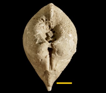Mollusca - Bivalvia -
 
Amphicoelia neglectaSpecimen UC 21873
Racine Formation?
Paleozoic - Silurian - Niagaran
Bridgeport, Illinois