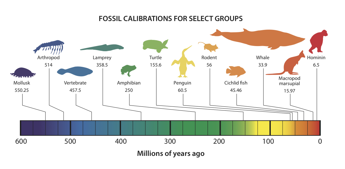 Fossil calibrations for select groups