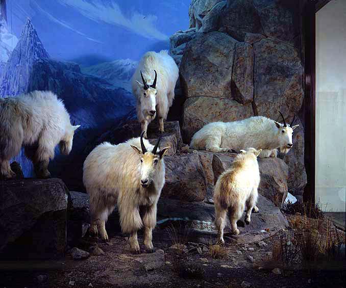 Rocky Mountain Goat diorama, Oreamnos americana.Credit Information: © The Field MuseumID# Z93627cPhotographers: Ron Testa and Sonia Fonseca