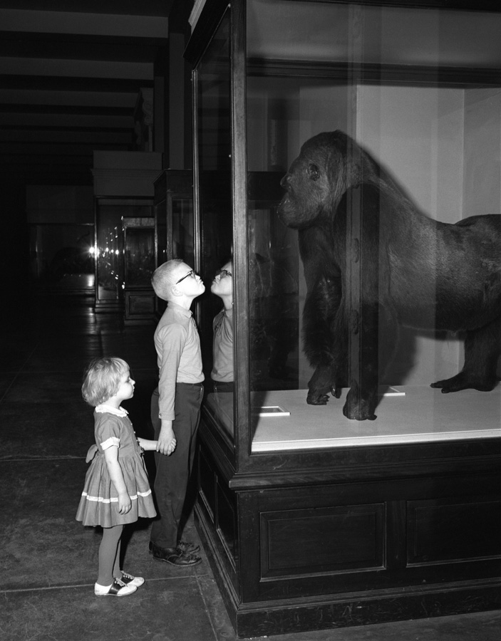 Boy and girl making faces at Bushman the Gorilla. 1963.Credit Information: © The Field MuseumID# GN79754 Photographer unknown