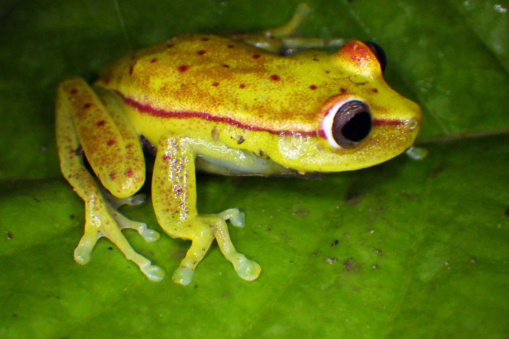 A bright green frog with red stripes down the sides and red polka dots all over, sitting atop a darker green leaf.