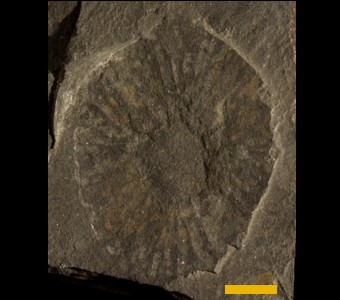 Arthropoda - Dinocaridida - Radiodonta  
Anomalocaris sp.Previously Peytonia nathorstiOriginally thought to be a jellyfish now is known to be the mouthpart of Anomalocaris.Specimen UC 24020
Stephen Formation - Burgess Shale Member
Paleozoic - Middle Cambrian
British Columbia, Canada