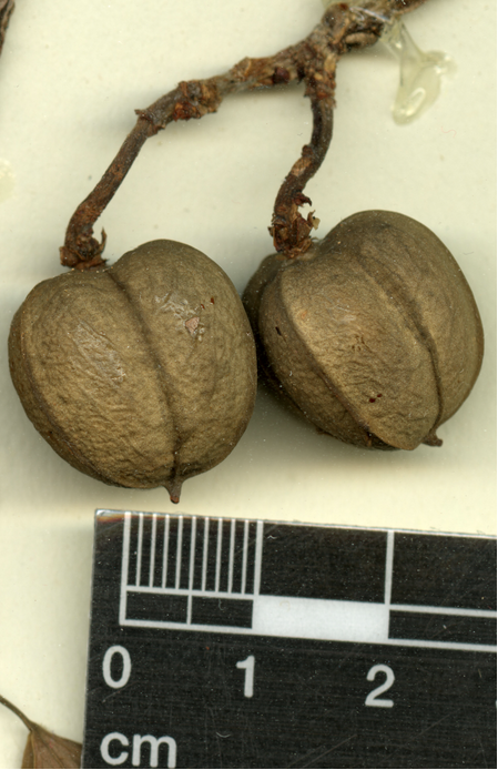 Image for Mesoamerican Botany