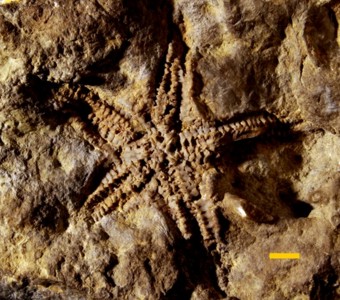 Echinodermata - Asteroidea -
 
Petraster americanusSpecimen UC 2465
Cincinnatian Group
Paleozoic - Late Ordovician
Cincinnati, Ohio