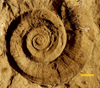 Mollusca - Gastropoda - Euomphalina - Euomphalidae

 

 
Euomphalus sp.Specimen PE 2924
Racine Foramtion?
Paleozoic - Silurian - Niagaran
Chicago?, Illinois