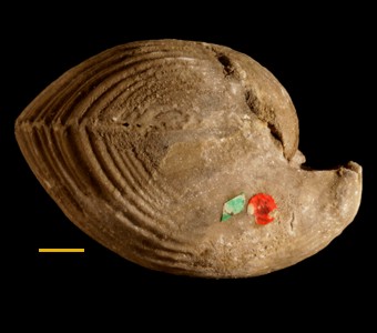Brachiopoda - Rhynchonellata - Pentamerida
 
Kirkidium laqueatum     Previously (Conchidium laqueatum)Specimen UC 12329
Paleozoic - Silurian -Niagaran (~420 million years ago)
Delphi, Indiana