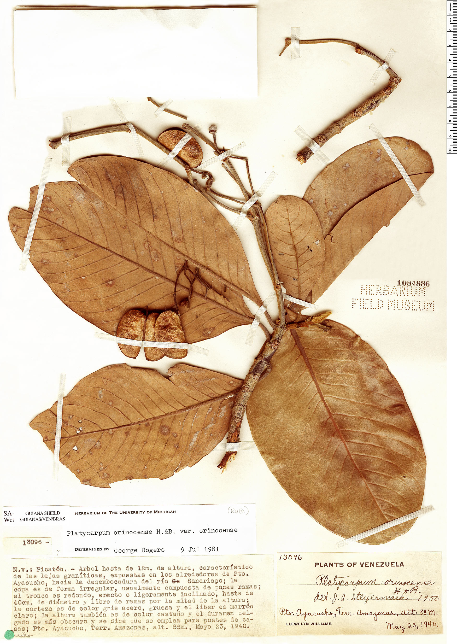 Image for Neotropical Herbarium Specimens