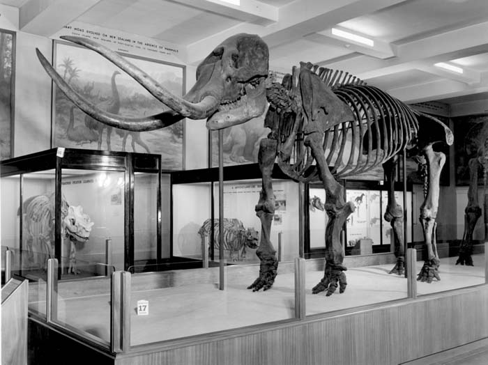 Mastodon americanus, Kerr skeleton.Credit Information: © The Field MuseumNeg. # GEO82370Photographer unknown