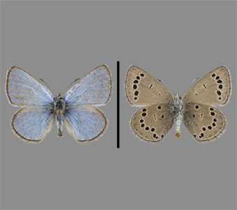 Lycaenidae: Polyommatinae: Polyommatini 
 
Glaucopsyche lygdamus (Doubleday, 1841)Silvery BlueFMNH-INS 124081 
Allegan County, MI27 May 1972