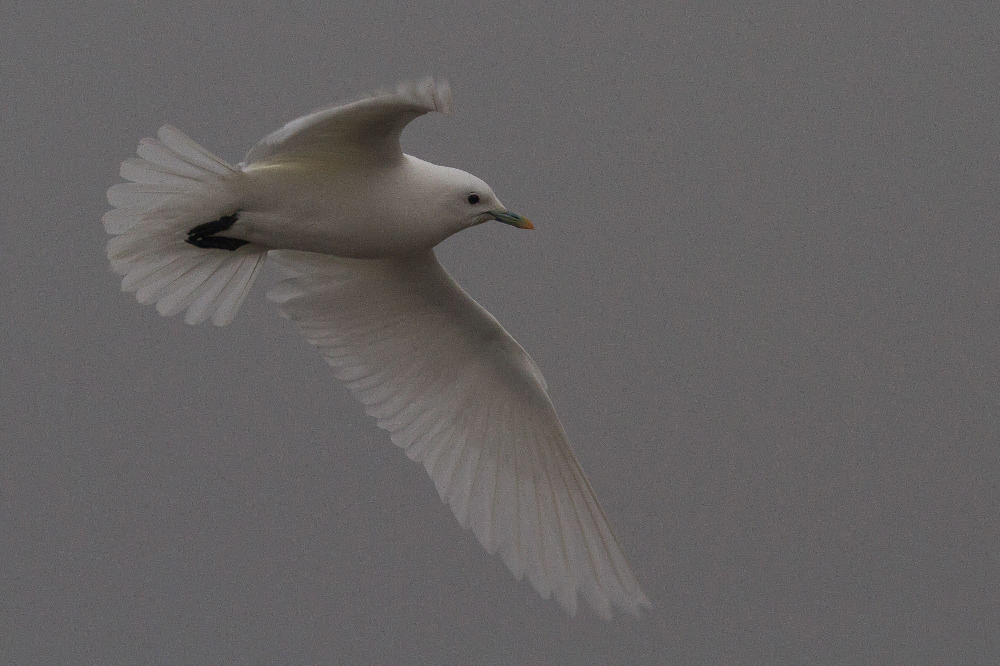 In early January, birders from around the country trekked to try to see an Ivory Gull which spent a few days near Quincy, Illinois.