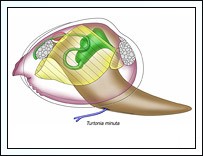 Image for PEET - Bivalves Project: Veneroidea Phylogeny