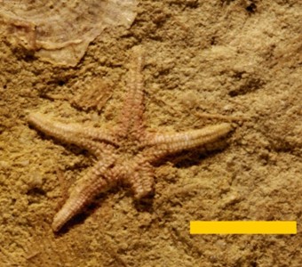 Echinodermata - Asteroidea - Ambuloasteroidea
 
Compsaster formosusSpecimen PE 28991
Renault Formation
Paleozoic - Mississippian
Waterloo, Illinois