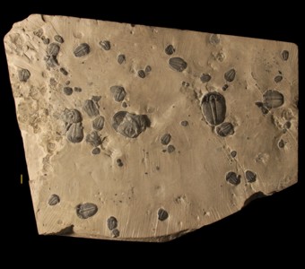 Arthropoda - Trilobita - Ptychopariida
 
Elrathia kingiiSpecimen PE 25610
 
Paleozoic - Middle Cambrian
Wheeler Formation
Millard County, Utah