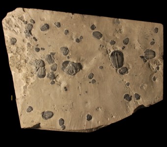 Arthropoda - Trilobita - Ptychopariida
 
Elrathia kingiiSpecimen PE 25610
 
Paleozoic - Middle Cambrian
Wheeler Formation
Millard County, Utah