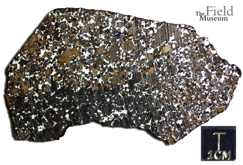 Image for Unusual meteorite donated to the Field Museum