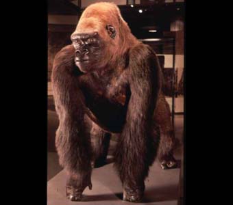 Bushman the Gorilla.Credit Information: © 1980, The Field Museum ID# Z2T Photographer: Ron Testa