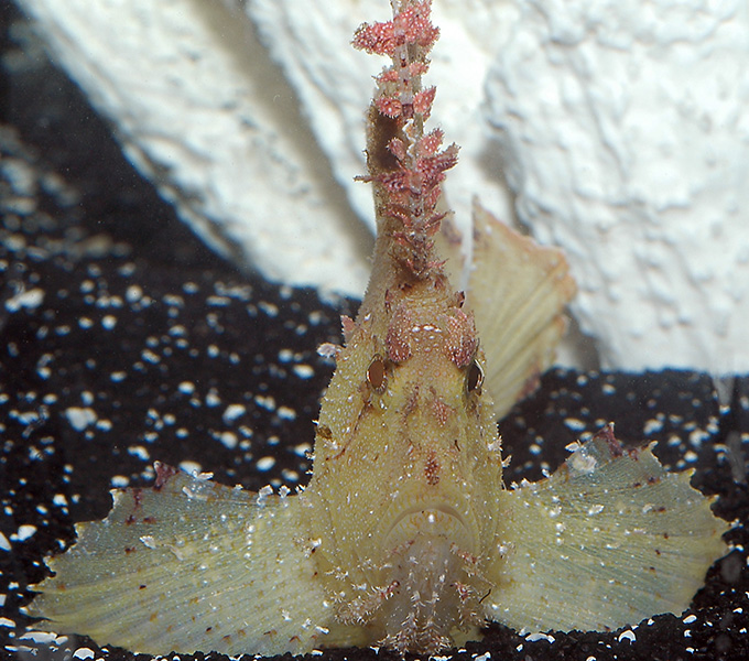 The venomous leaffish (Taenionotus) is one of the thinnest scorpionfishes.  Unlike its lionfish relatives, this species mimics leaves when it moves like the waspfishes.