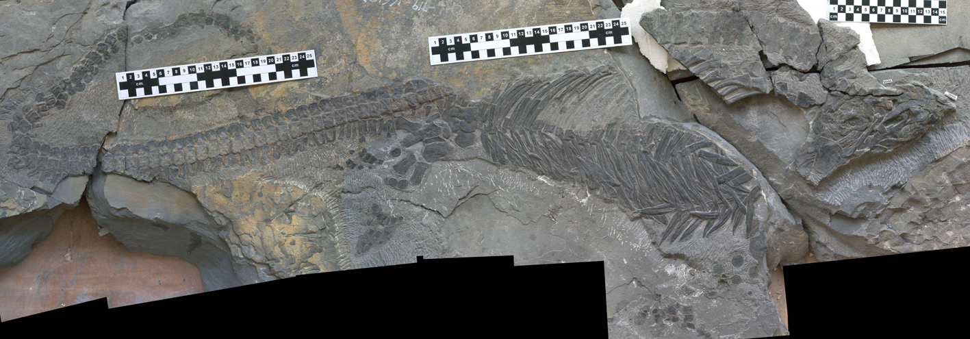 A fossil of a Sclerocormus parviceps, a sea-dwelling reptile, shown with a ruler to show scale.