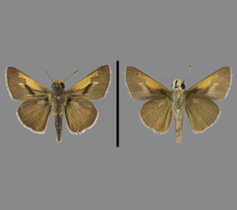 Hesperiidae: Hesperiinae 
 
Polites themistocles (Latreille, [1824])Tawny-Edged SkipperFMNH-INS 124120 
Freeport, Stephenson County, IL8 June 1991