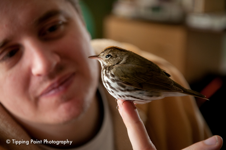Image for Ovenbird in the House