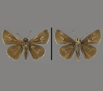 Hesperiidae: Hesperiinae 
 
Euphyes vestris (Boisduval, 1852)Sedge Witch (Dun Sedge Skipper)FMNH-INS 124121 
Palos Forest Park, Cook County, IL13 June 1992