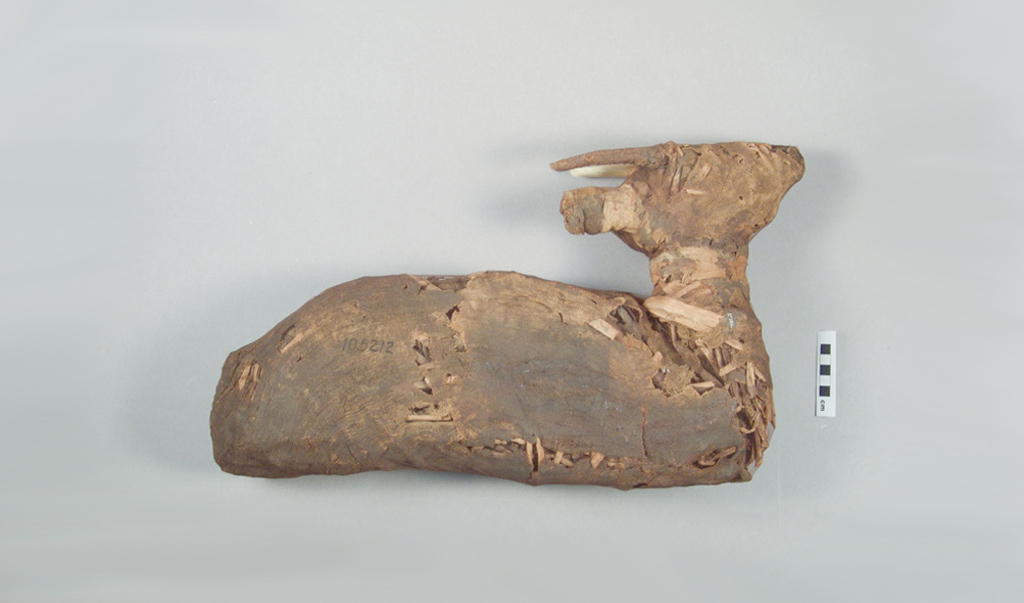 The following images illustrate the technical examination of a Late Period Egyptian mummified bovid. It is thought to be from the Ptolemaic Era (330-32 BCE).