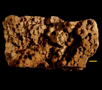 Cnidaria - Anthozoa - Favositida - Favositidae
 
Favosites niagarensisSpecimen P 5049
Racine Formation?
Paleozoic - Silurian - Niagaran
Chicago, Illinois