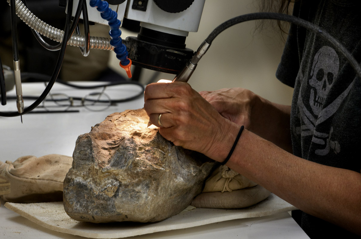 Close-up with a scientist's hands doing fossil preparation with small pnuematic tools