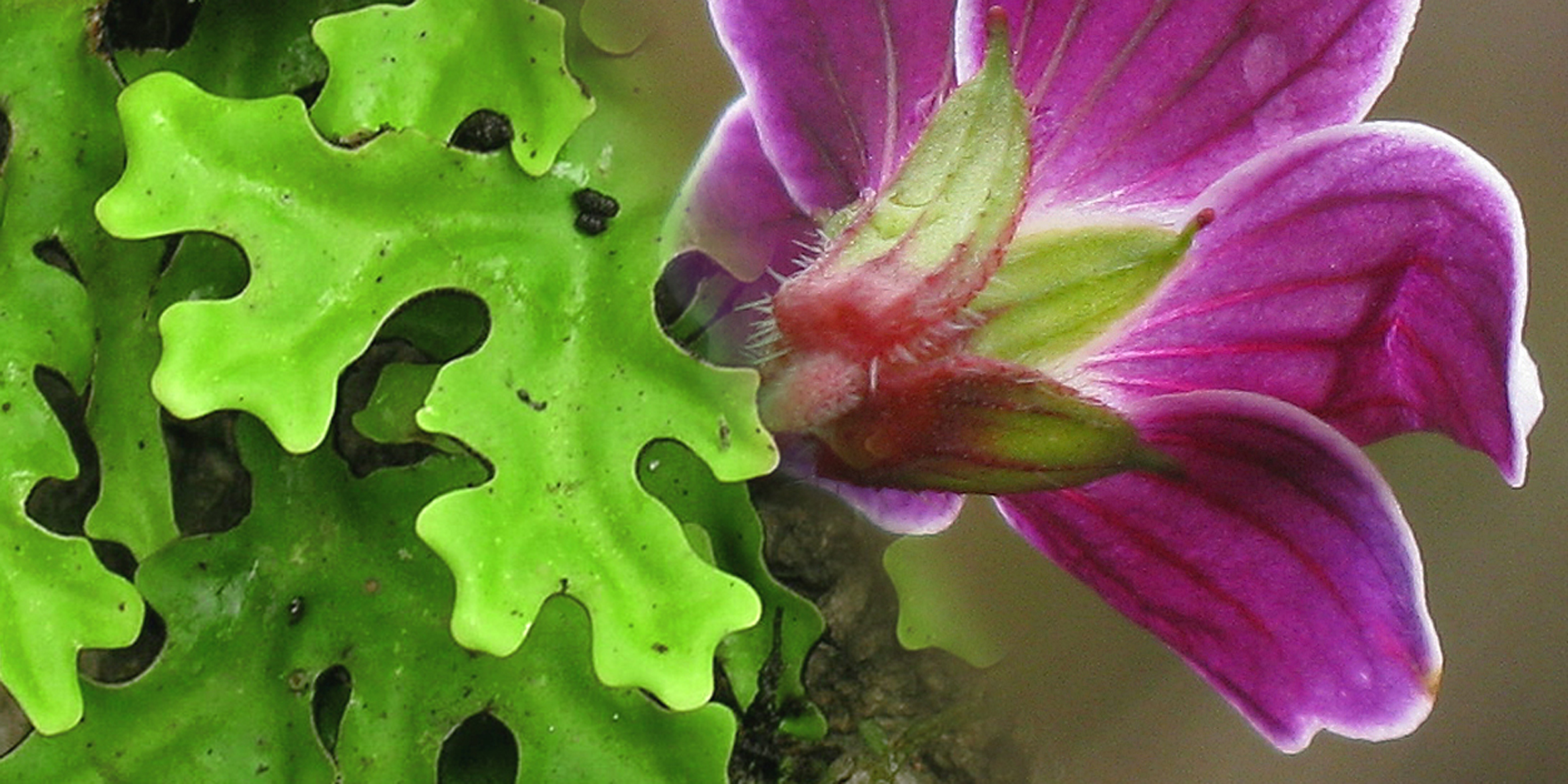 Image for Botany Taxonomy