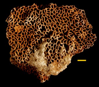 Cnidaria - Anthozoa - Heliolitida - Halysitidae
 
Halysites catenulariusSpecimen P 8596
Racine Formation?
Paleozoic - Silurian - Niagaran
Bellwood, Illinois