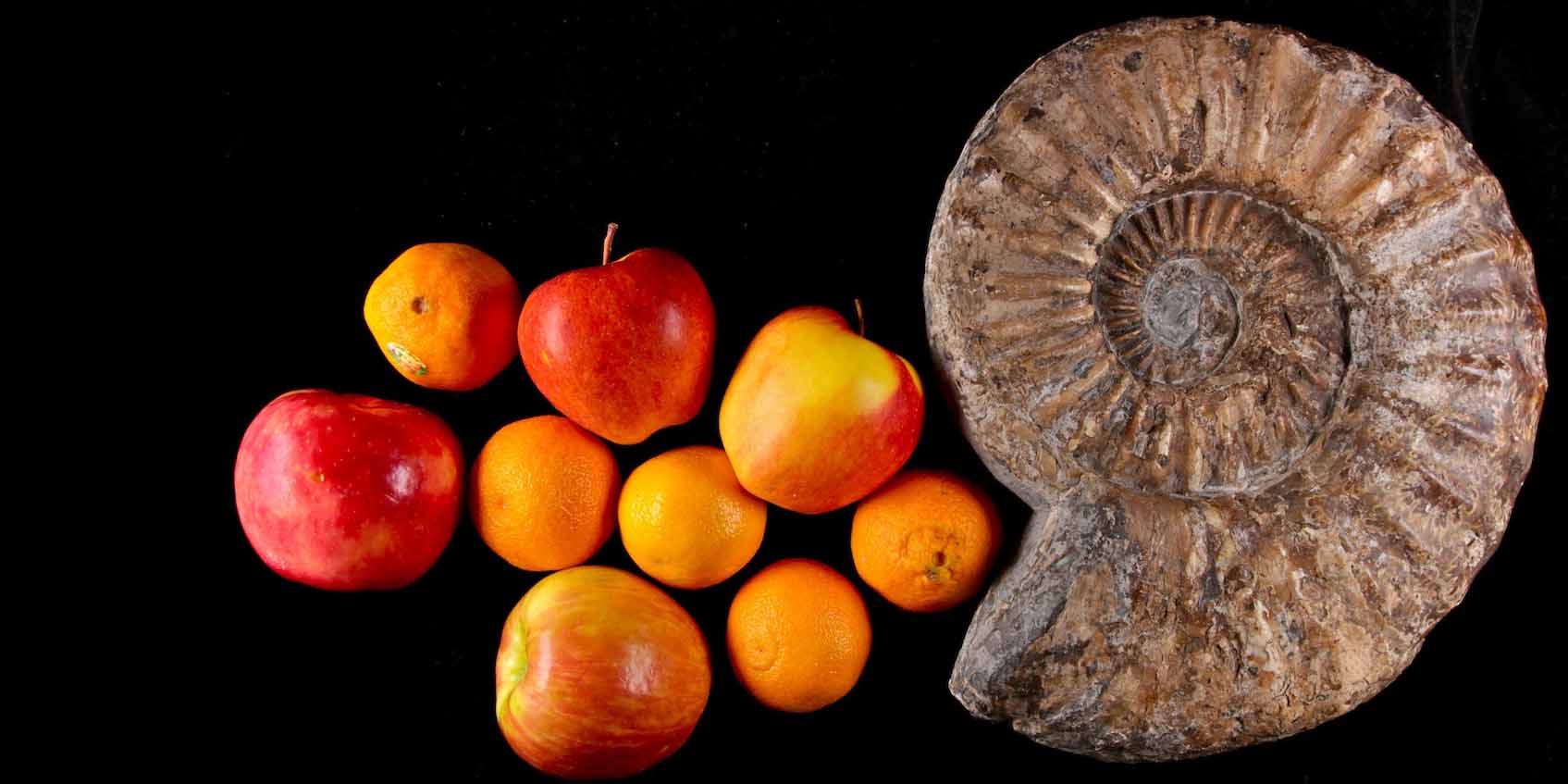 A spiral shell-like fossil next to apples and oranges