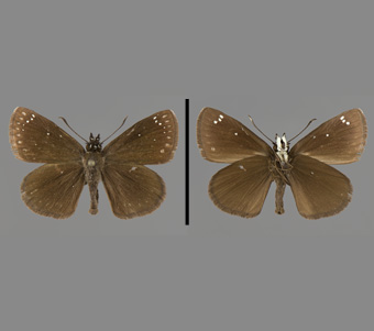 Hesperiidae: Pyrginae 
 
Pholisora catullus (Fabricius, 1793)Common Sooty Wing (Roadside Rambler)FMNH-INS 124112 
Glen Ellyn, DuPage County, IL30 May 1908