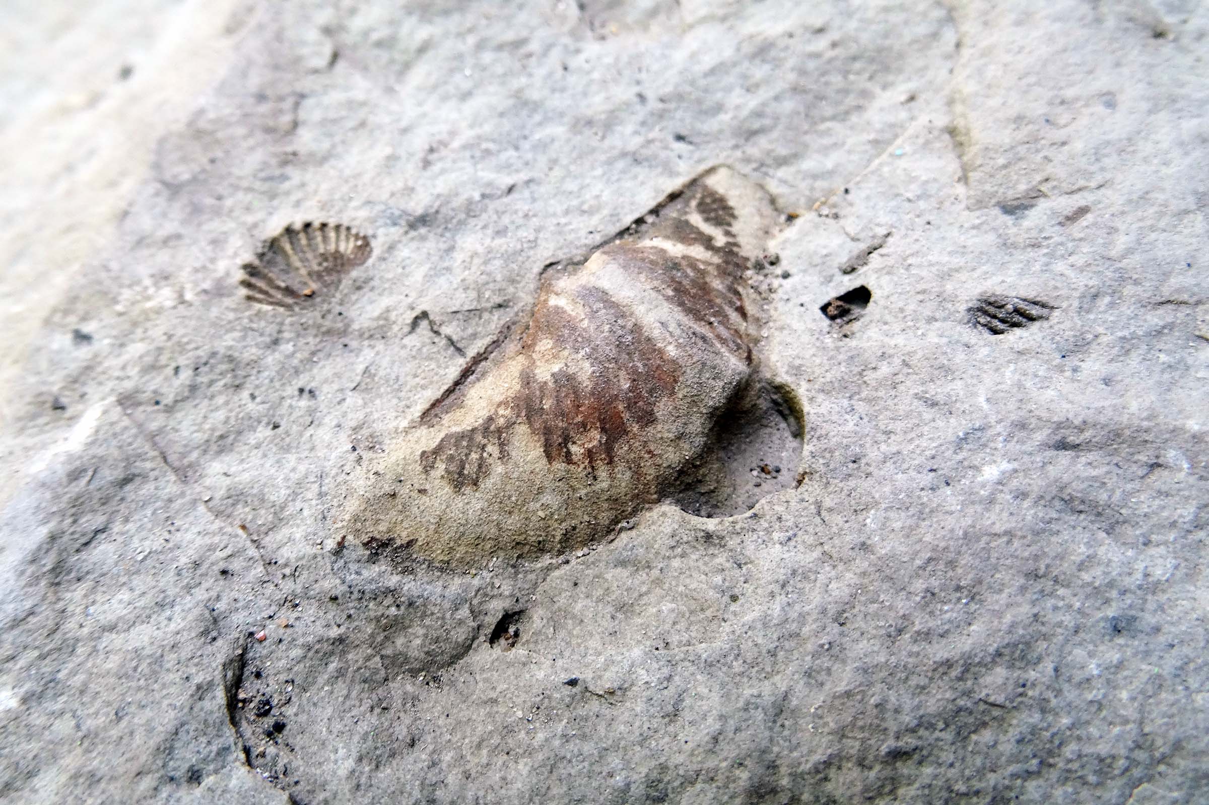 A rounded fossil shell protruding from the rock's surface. The fossil is curved and has ridges, as well as brown splotches. Nearby on the same rock surface is the indentation of a much small shell fossil.
