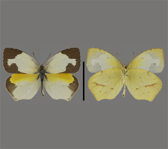Pieridae: Coliadinae 
 
Eurema mexicana (Boisduval, 1836)Mexican YellowFMNH-INS 124056 
Caldwell, KN5 October 1941